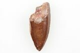 Serrated, .7" Raptor Tooth - Real Dinosaur Tooth - #196394-1